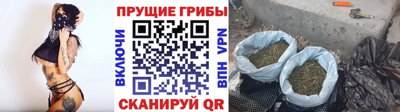 Псилоцибиновые грибы мицелий  Щёлково 